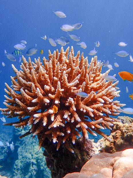 Coral reef and colorful fish at Surin Island, Thailand.