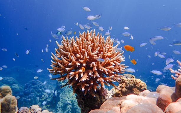 Coral reef and colorful fish at Surin Island, Thailand.
