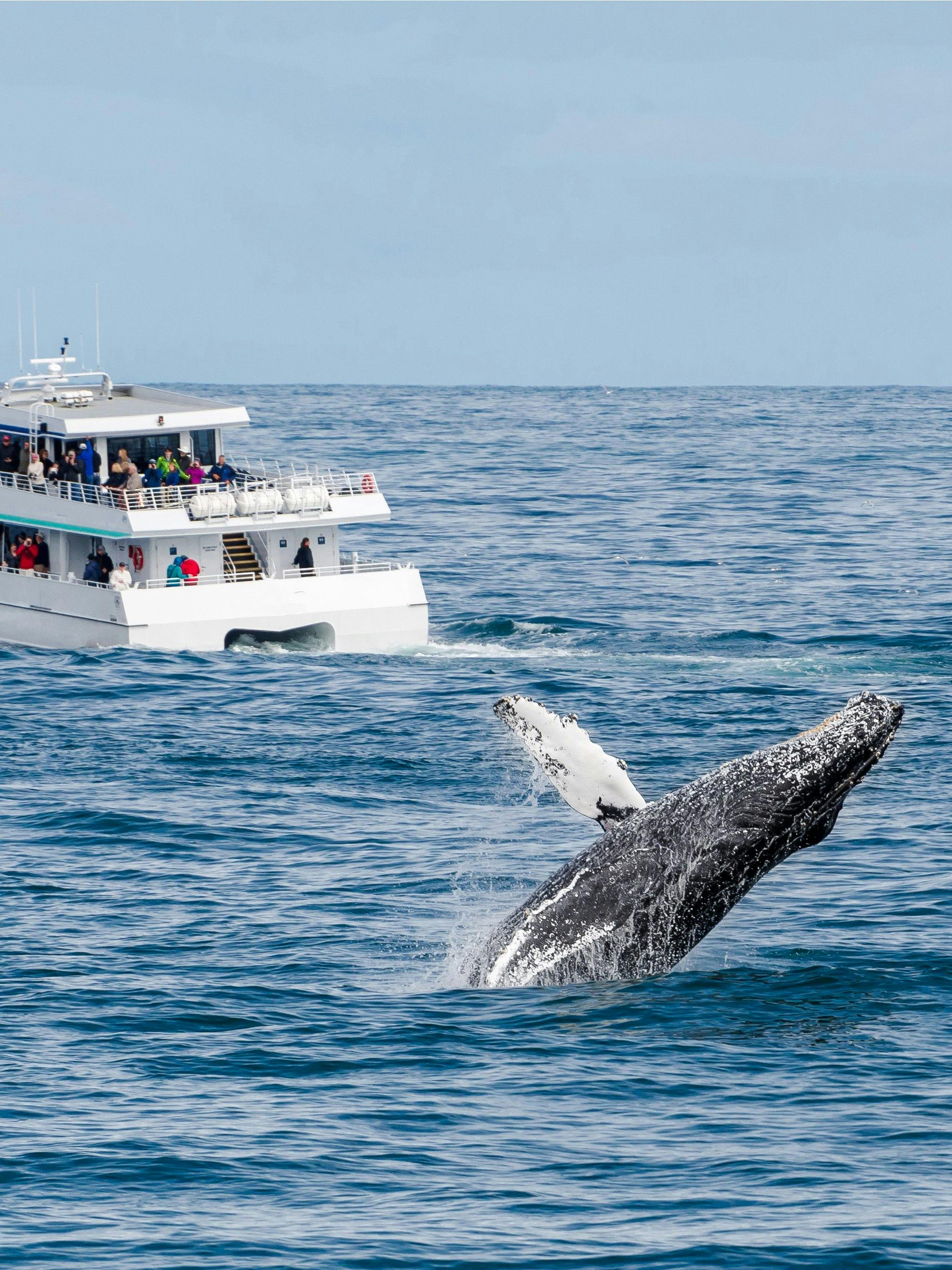 Whale breaching near tour boat during whale watching tour.