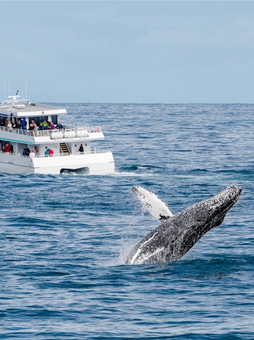 Whale breaching near tour boat during whale watching tour.