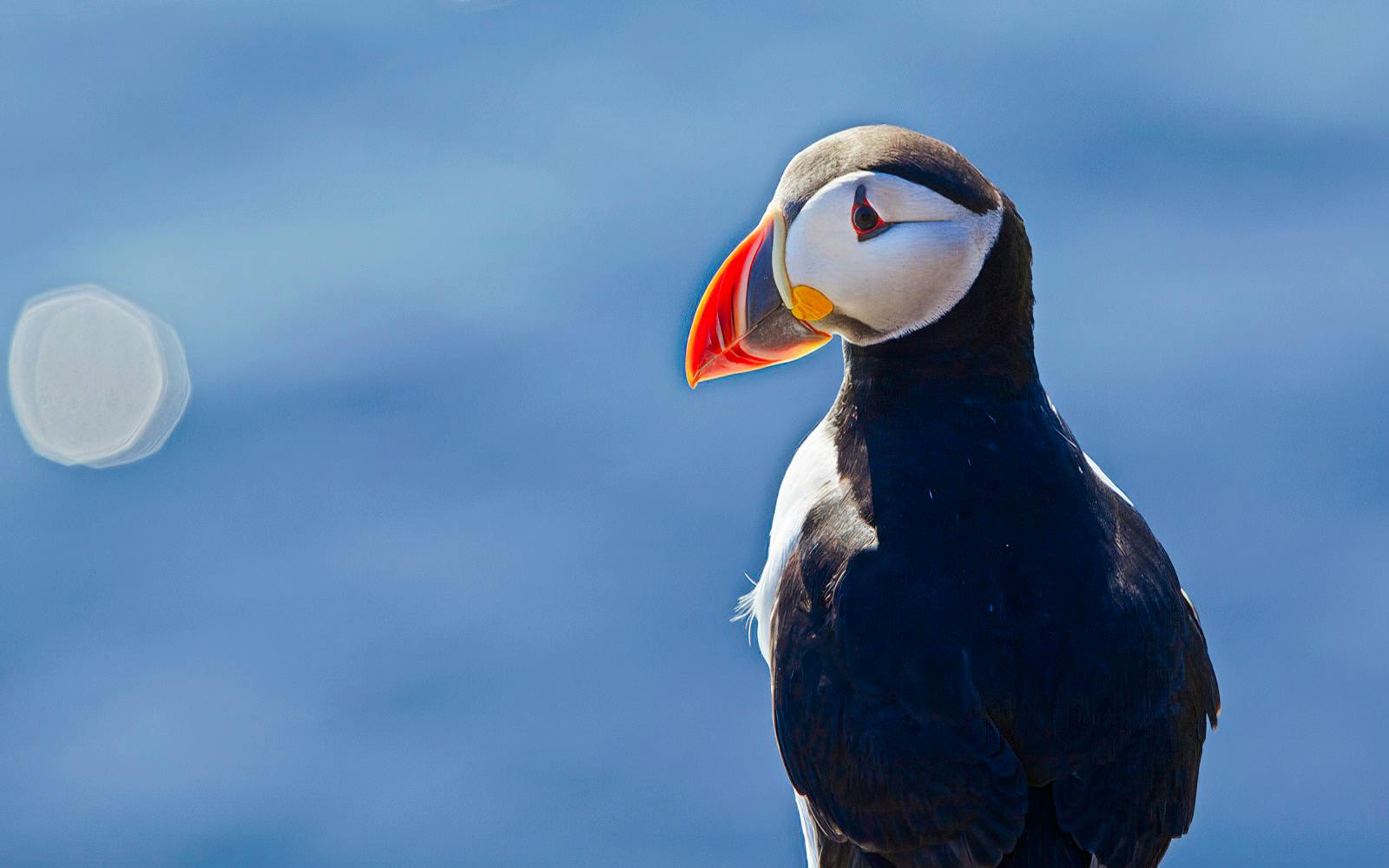 Puffin on the water during Whales & Puffins Express Cruise, Reykjavik.
