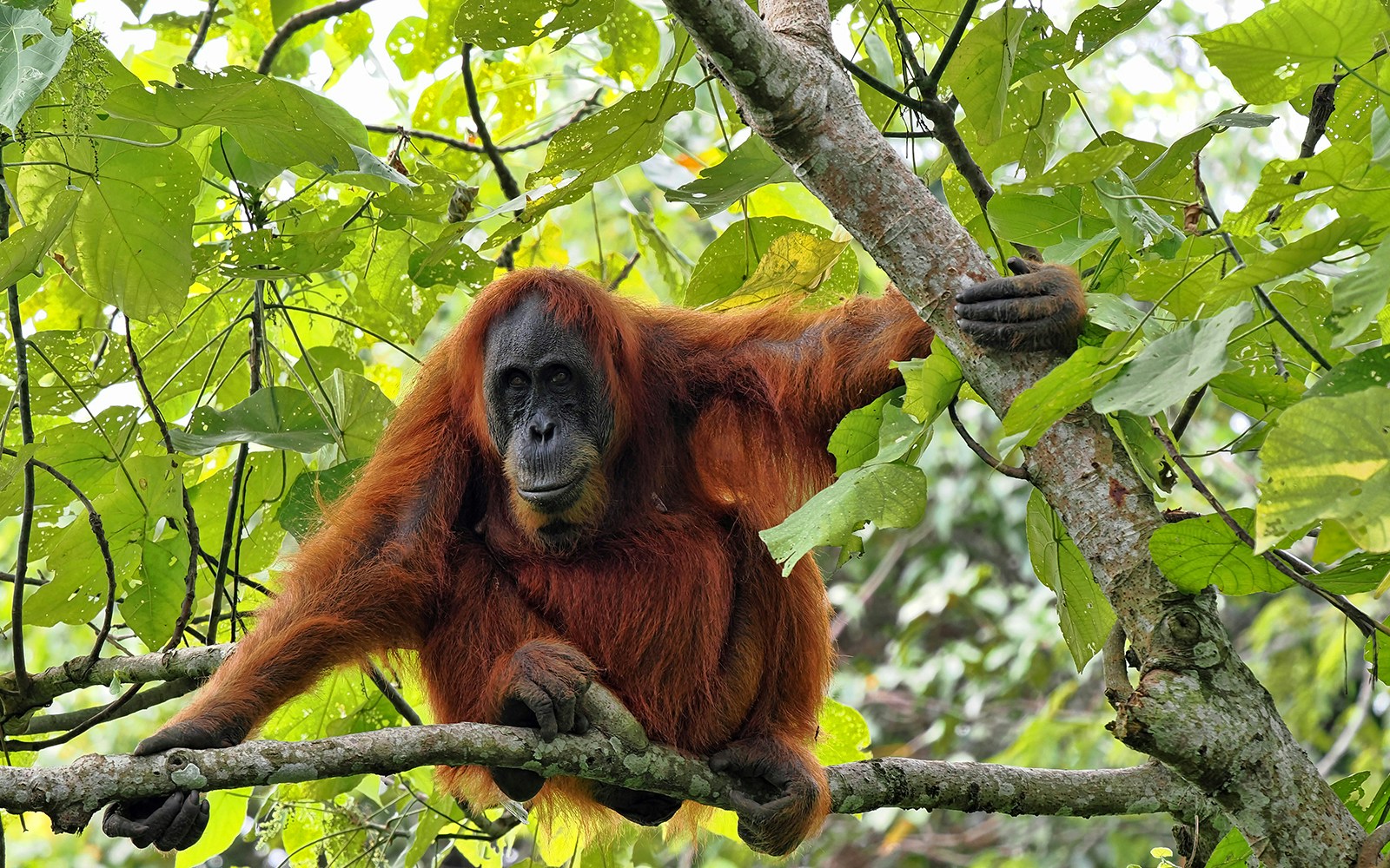 Sumatran Orangutan, Pongo abelii, deftly moves in branches looking for food