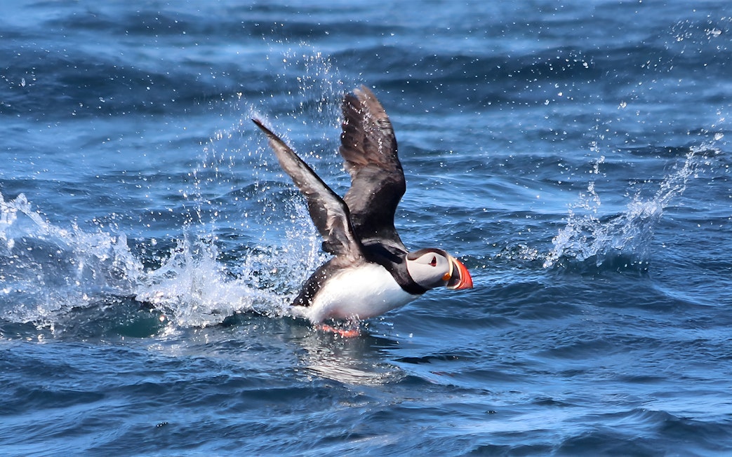 Puffin flapping wings on Husavik waters during whale and puffin watching tour.