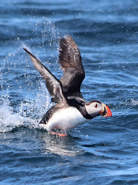 Puffin flapping wings on Husavik waters during whale and puffin watching tour.