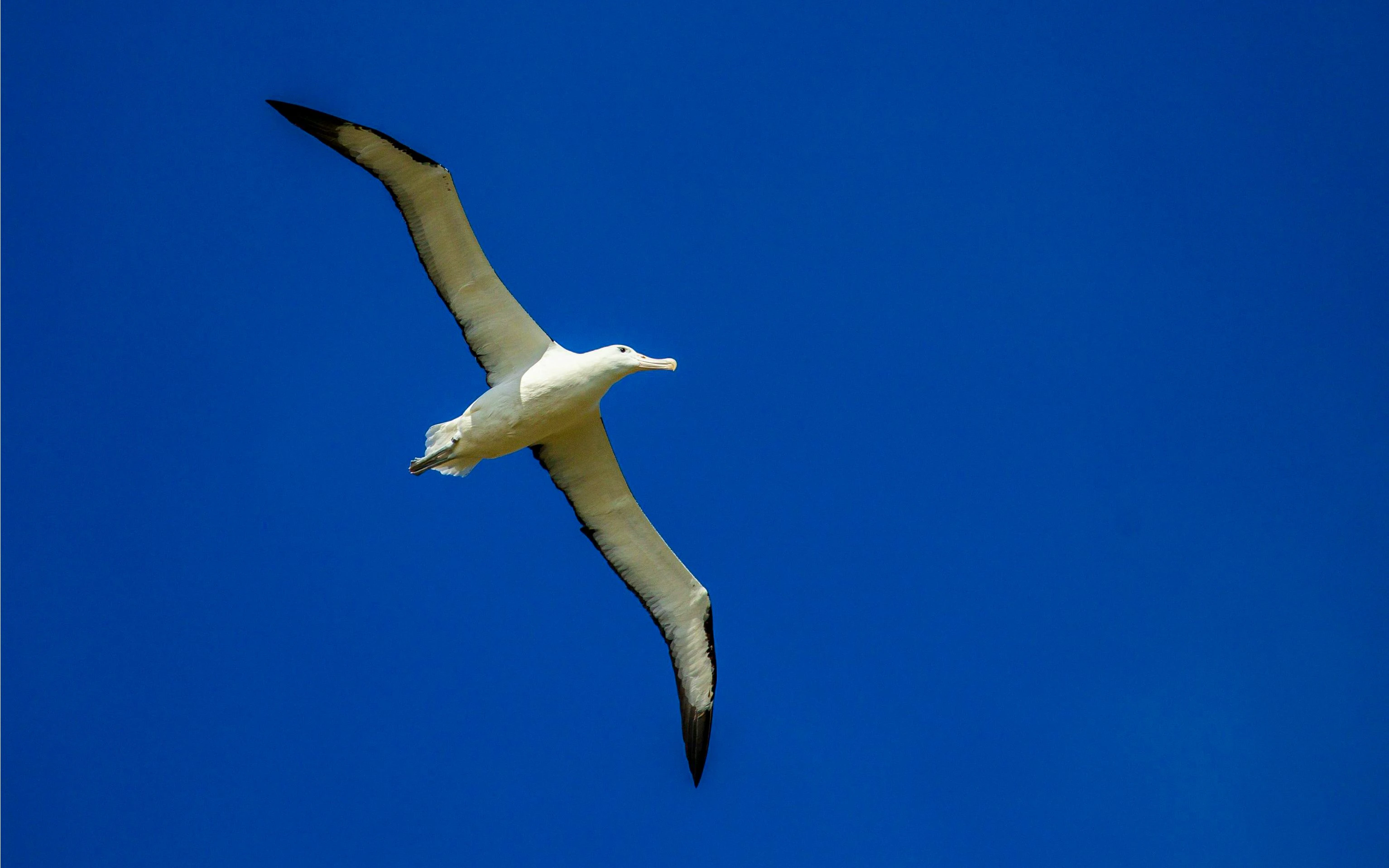 Northern Royal Albatross soaring with wings outstretched, Dunedin, Otago Peninsula, New Zealand.