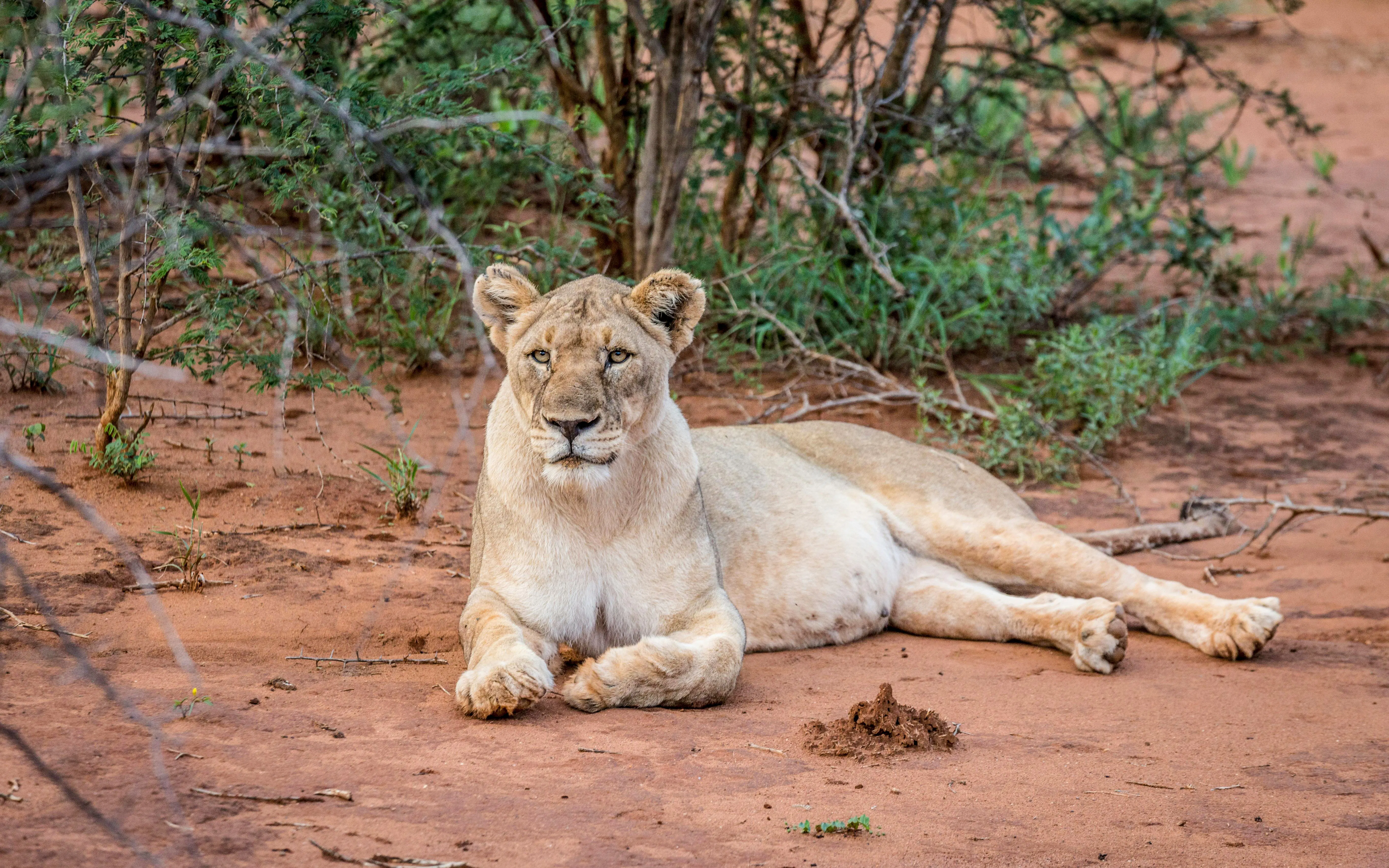 Lion resting on red soil during Johannesburg safari.