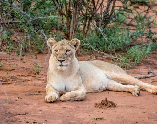 Lion & Safari Park
