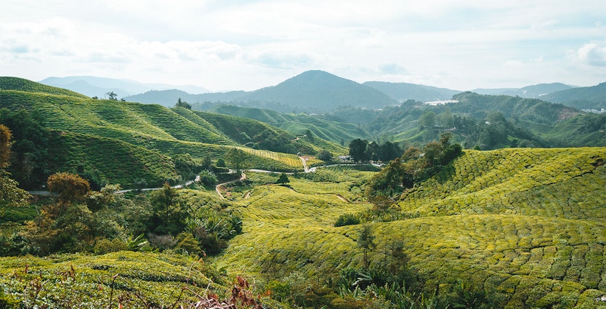 Cameron Highlands Tours