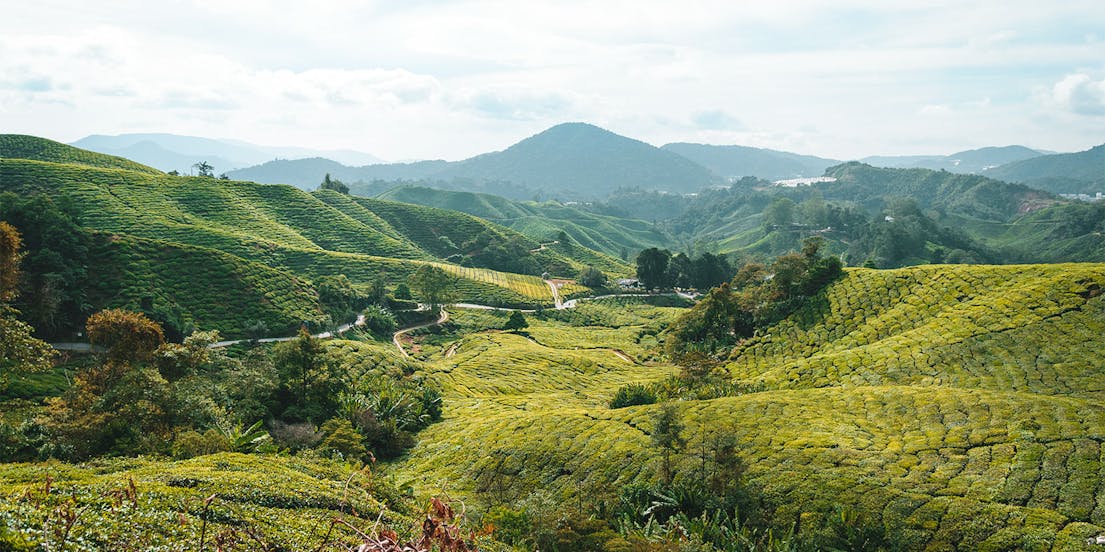 Cameron Highlands Tours