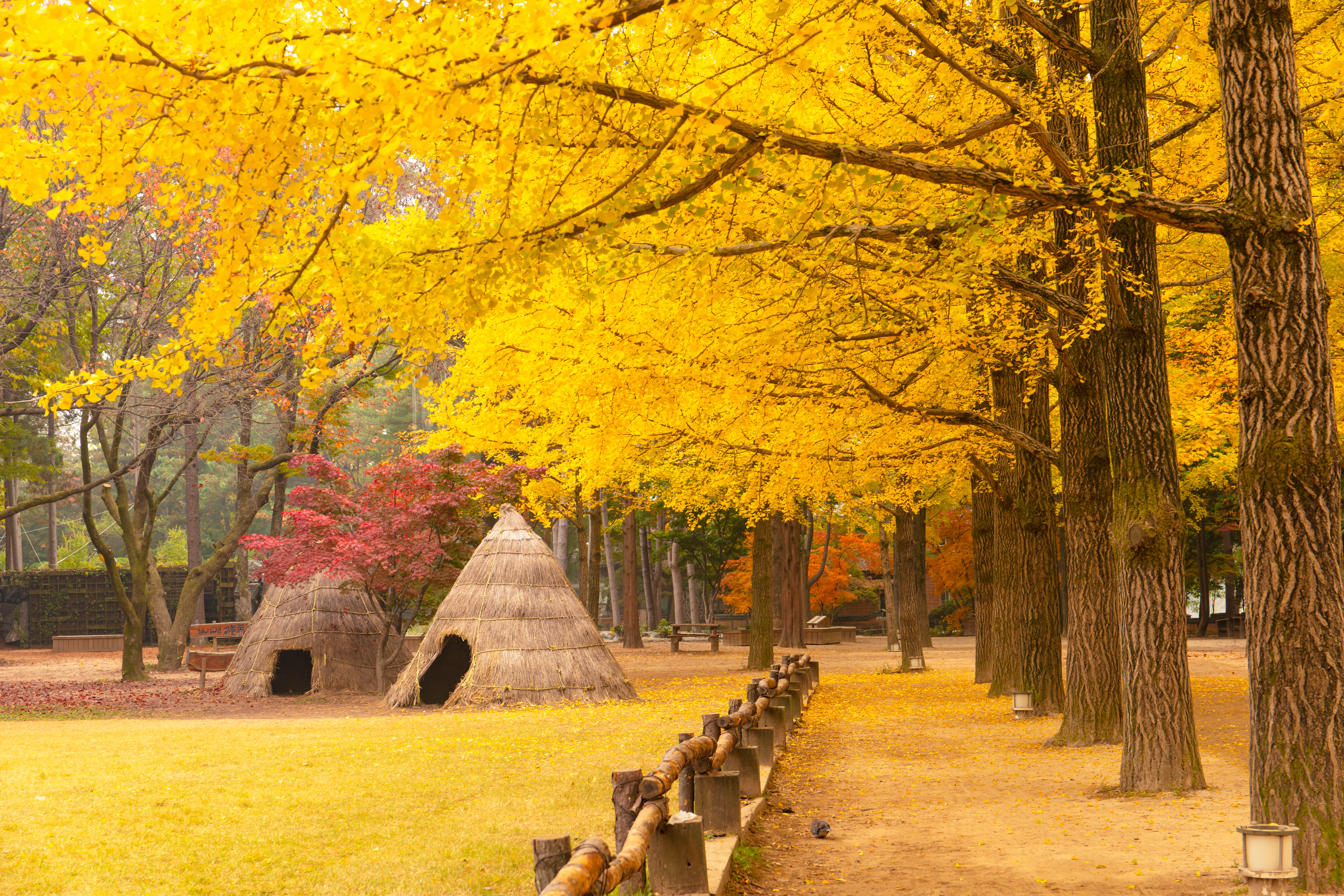Nami Island autumn scene with yellow ginkgo trees and traditional huts.