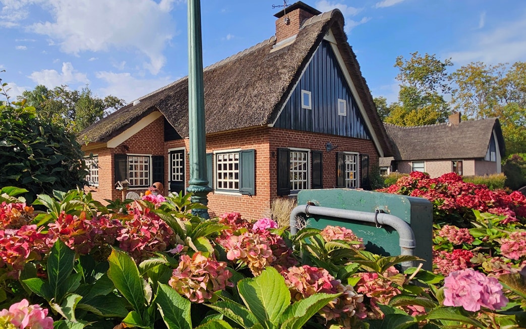 Thatched-roof house surrounded by hydrangeas in Giethoorn, Netherlands.