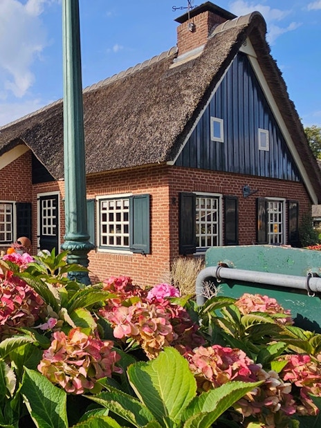 Thatched-roof house surrounded by hydrangeas in Giethoorn, Netherlands.