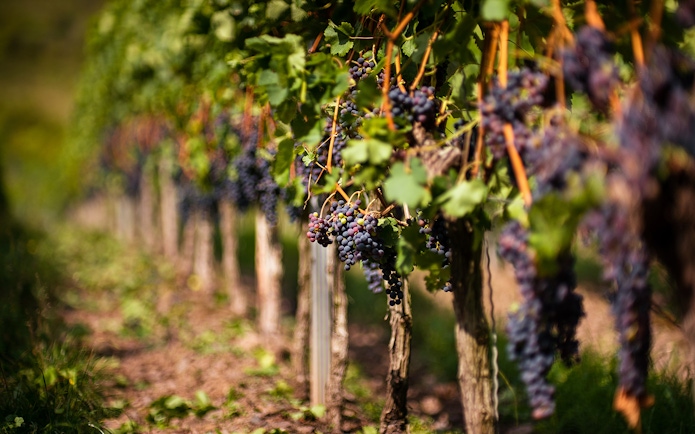 Vineyard with ripe grapes in the Chianti Hills, Italy.