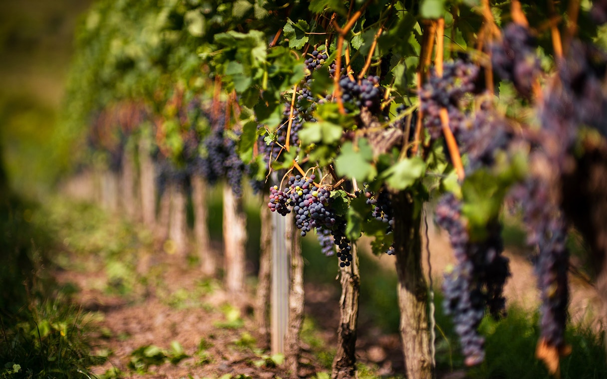 Vineyard with ripe grapes in the Chianti Hills, Italy.