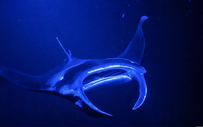 Manta ray illuminated by dive light during night snorkel in Hawaii.