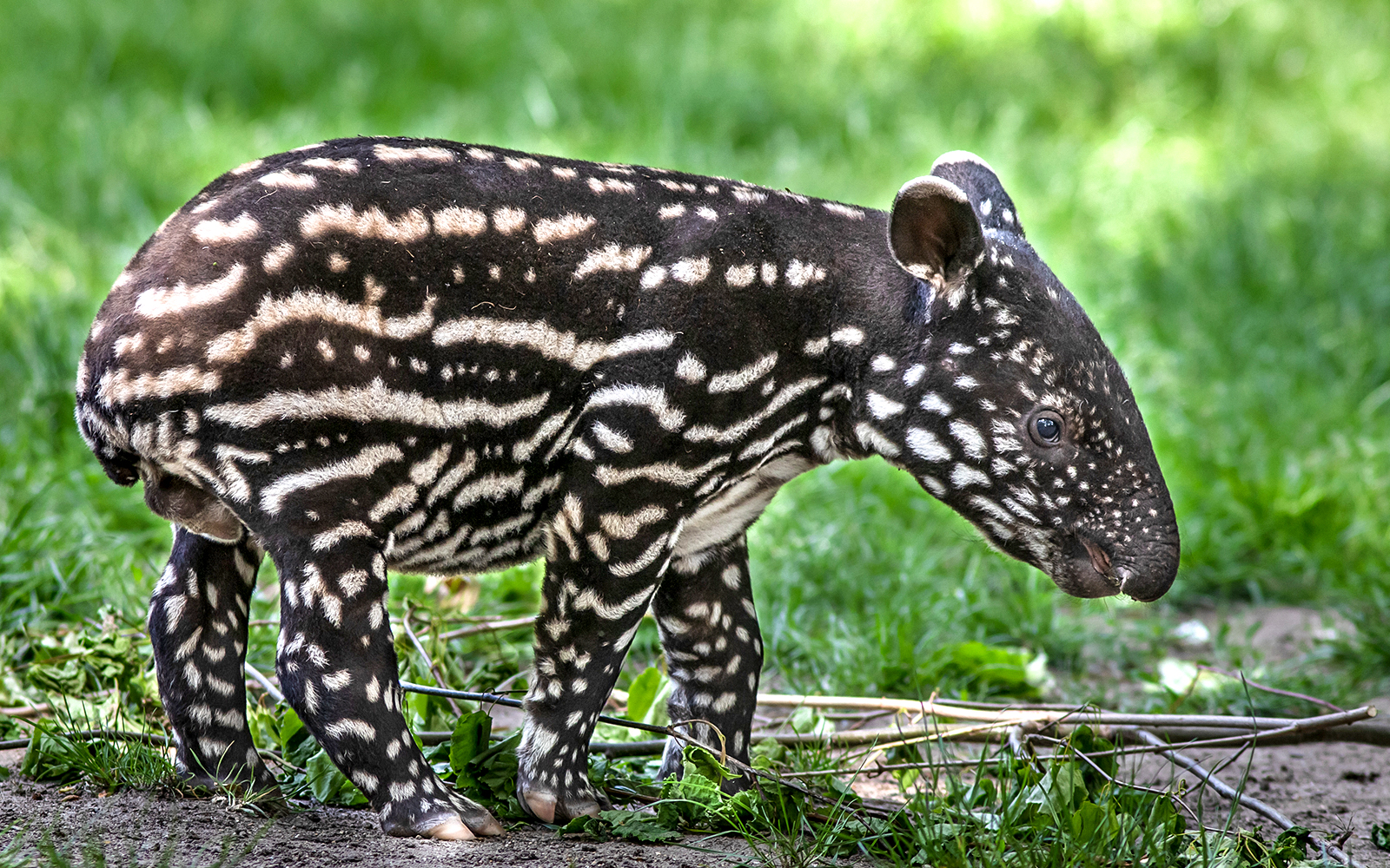 Baby tapir walking on grass at Prague Zoo.