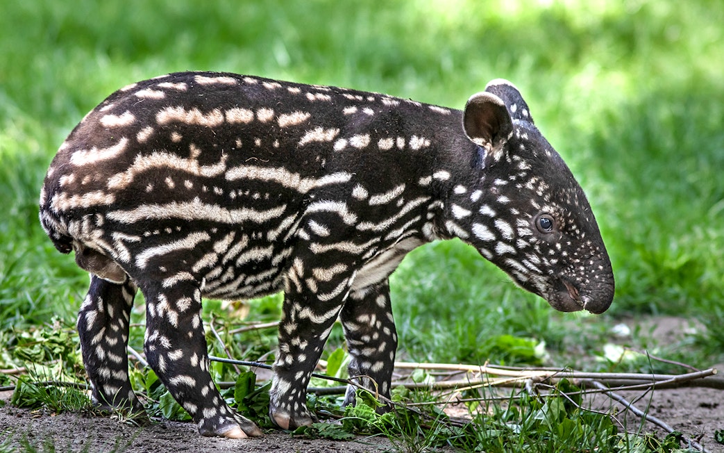 Baby tapir walking on grass at Prague Zoo.