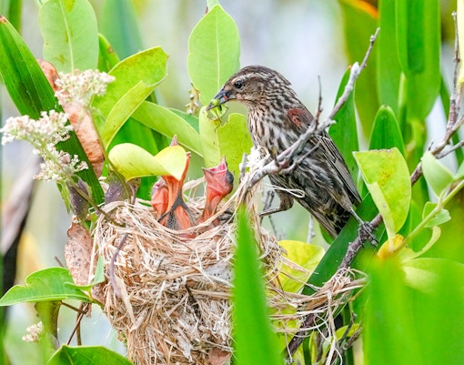 Red-winged blackbird feeding chicks in a nest, Everglades.