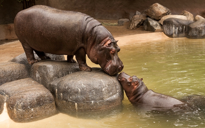 Hippos interacting at Warsaw ZOO enclosure.