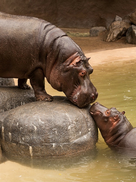 Hippos interacting at Warsaw ZOO enclosure.