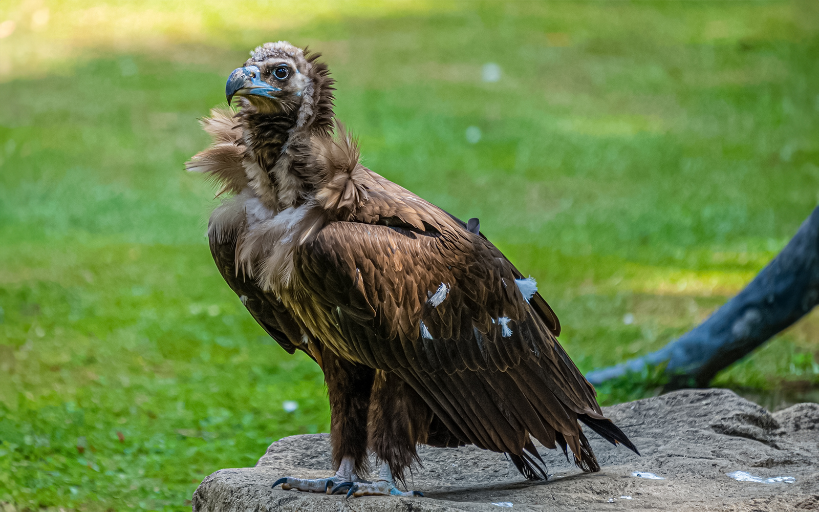 Birds of Prey, Bird Paradise