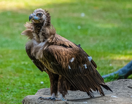 Birds of Prey, Bird Paradise