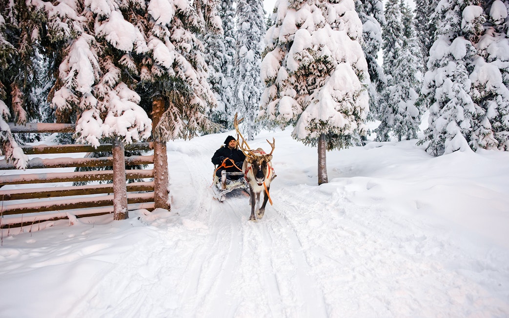 Reindeer pulling a sledge through snowy forest in Lapland during winter.