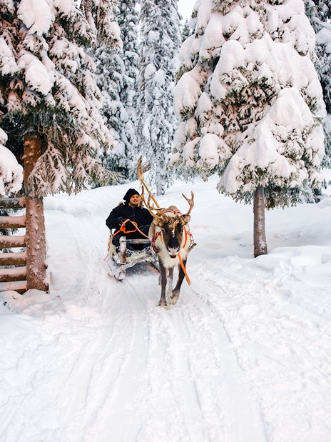 Reindeer pulling a sledge through snowy forest in Lapland during winter.