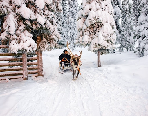 Reindeer pulling a sledge through snowy forest in Lapland during winter.