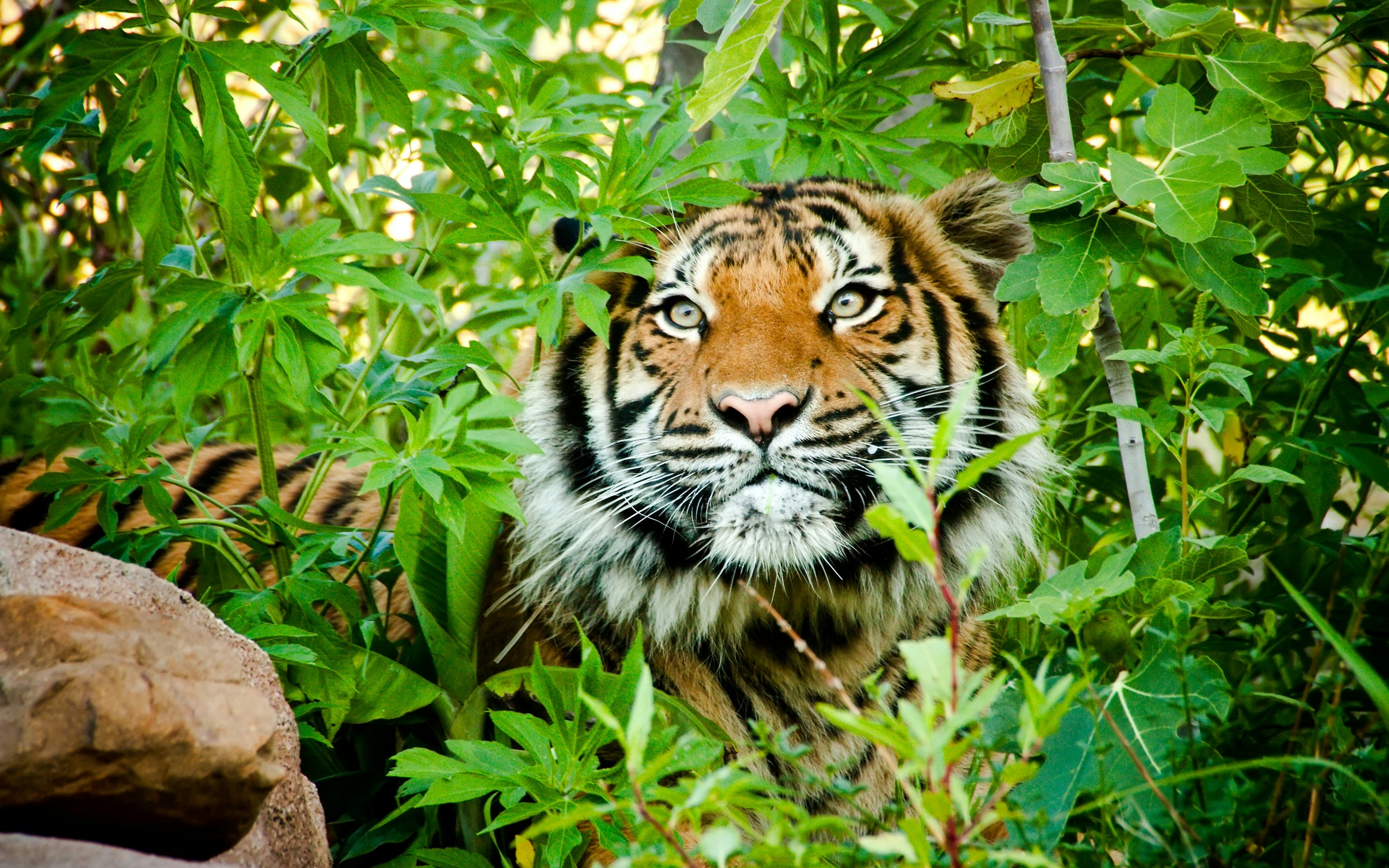 Malayan Tiger peers through dense foliage in a natural habitat.