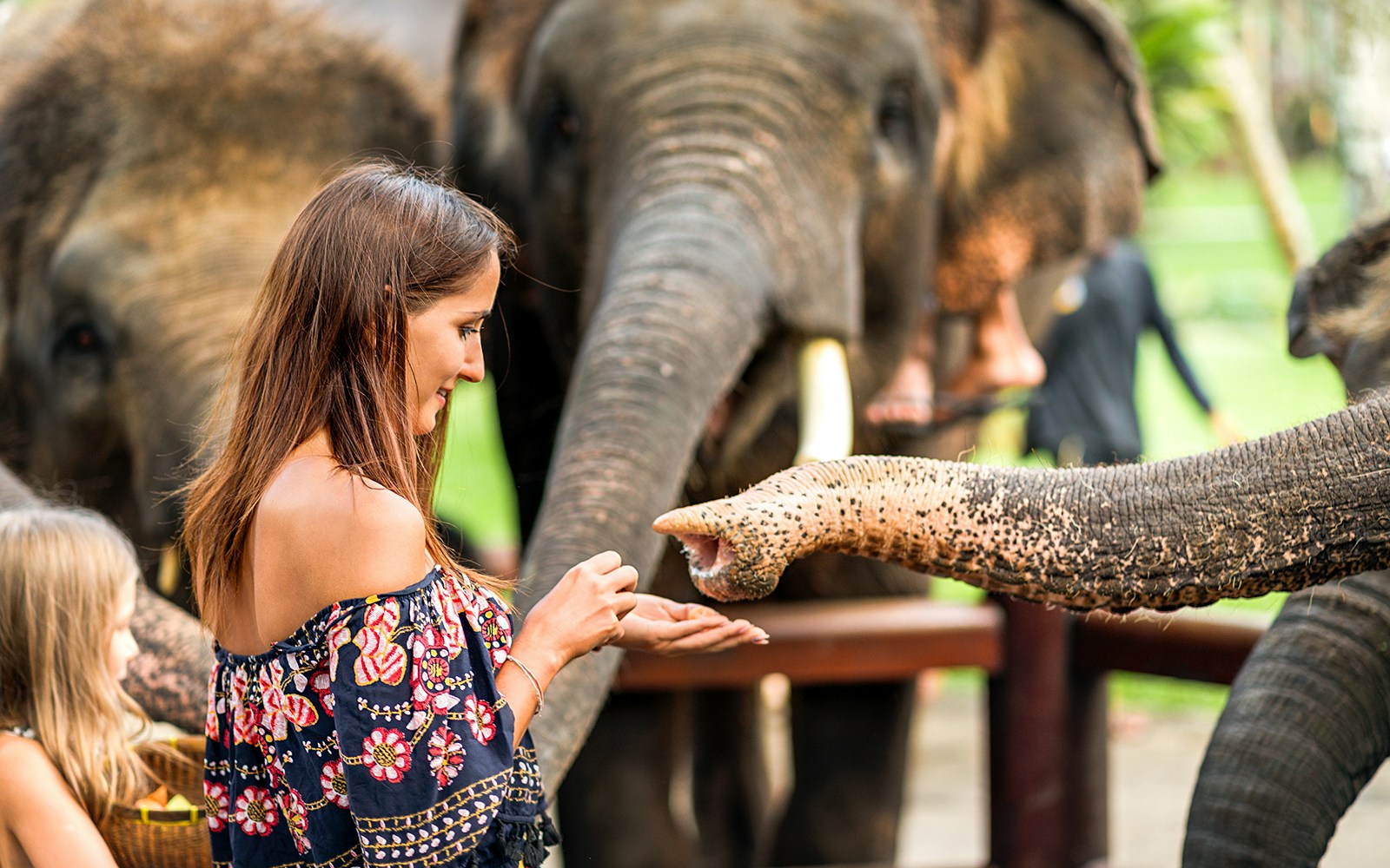 Visitors feeding elephants at Lombok Wildlife Park.