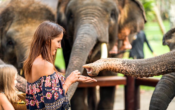Visitors feeding elephants at Lombok Wildlife Park.