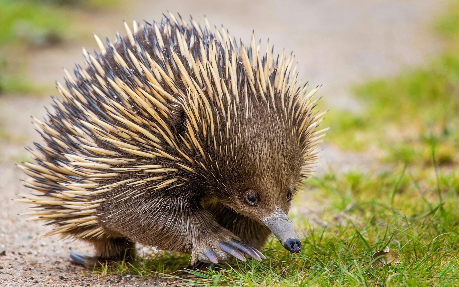 Echidna walking through the forest floor in Great Otway National Park.