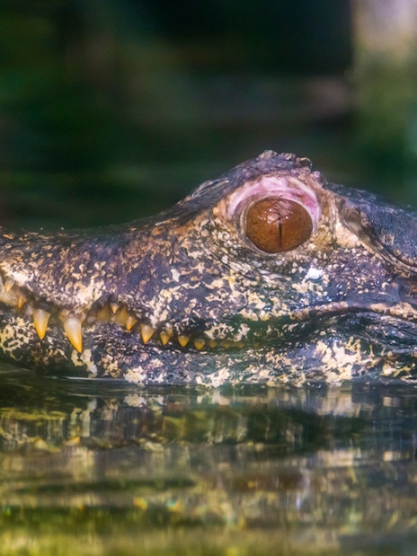 American alligator in water during Boggy Creek Night Airboat Tour.