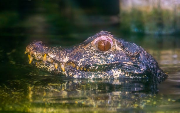 American alligator in water during Boggy Creek Night Airboat Tour.