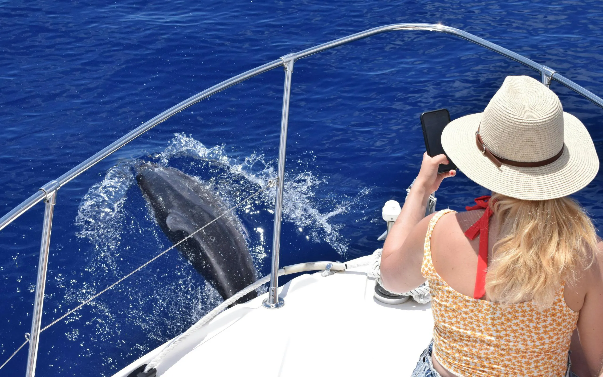 Tourist photographing dolphin from boat during Madeira whale watching tour.