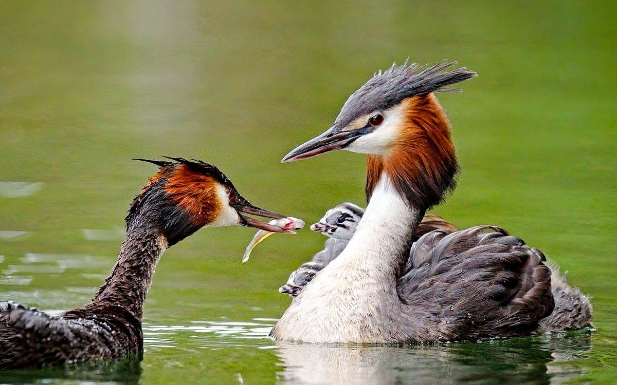 from virpazar: skadar lake national park guided boat tour with drinks-4