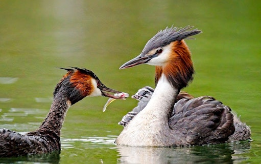 from virpazar: skadar lake national park guided boat tour with drinks-4