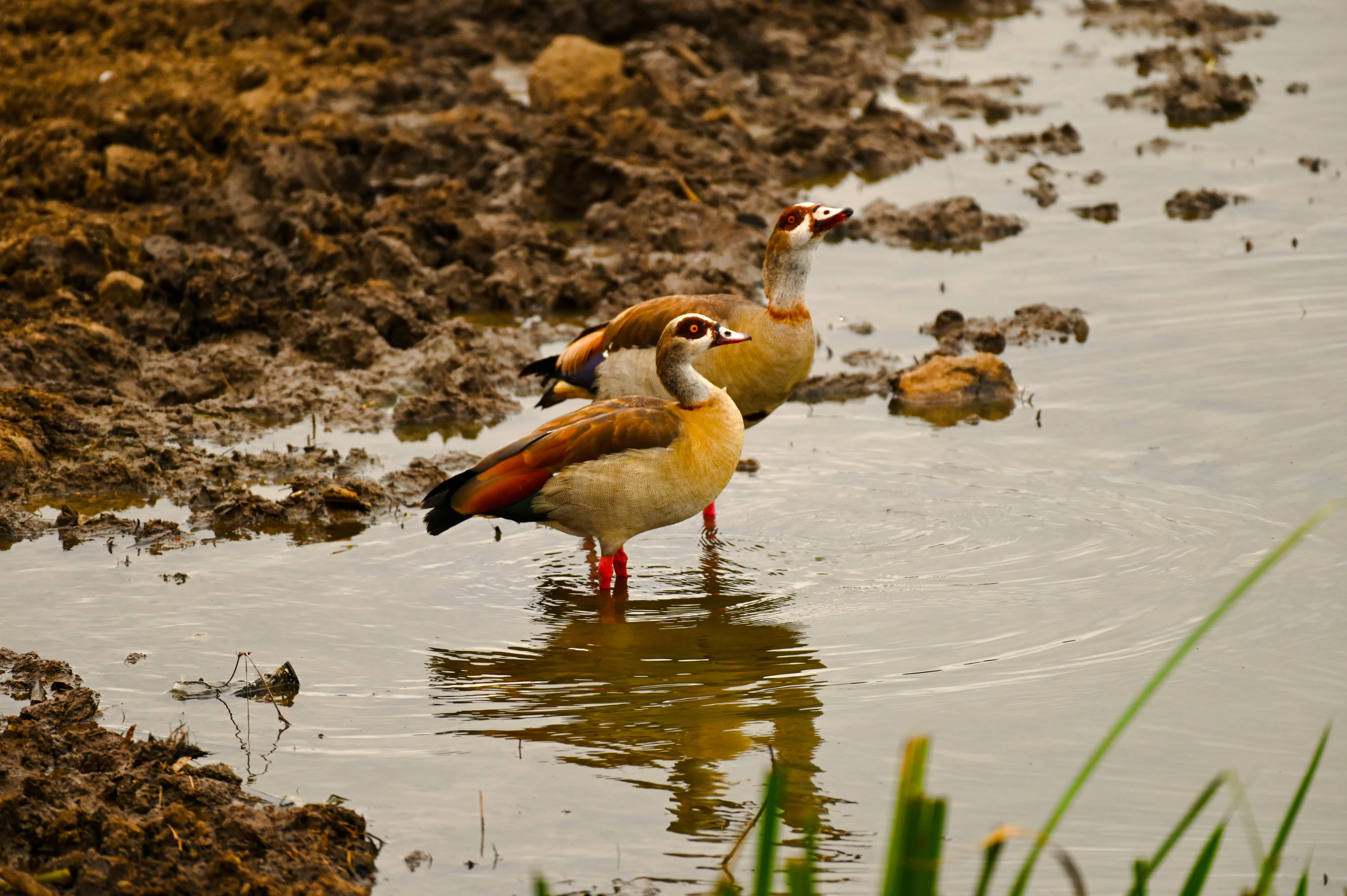 Egyptian geese standing in water at Nairobi National Park, Nairobi.