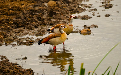 Egyptian geese standing in water at Nairobi National Park, Nairobi.
