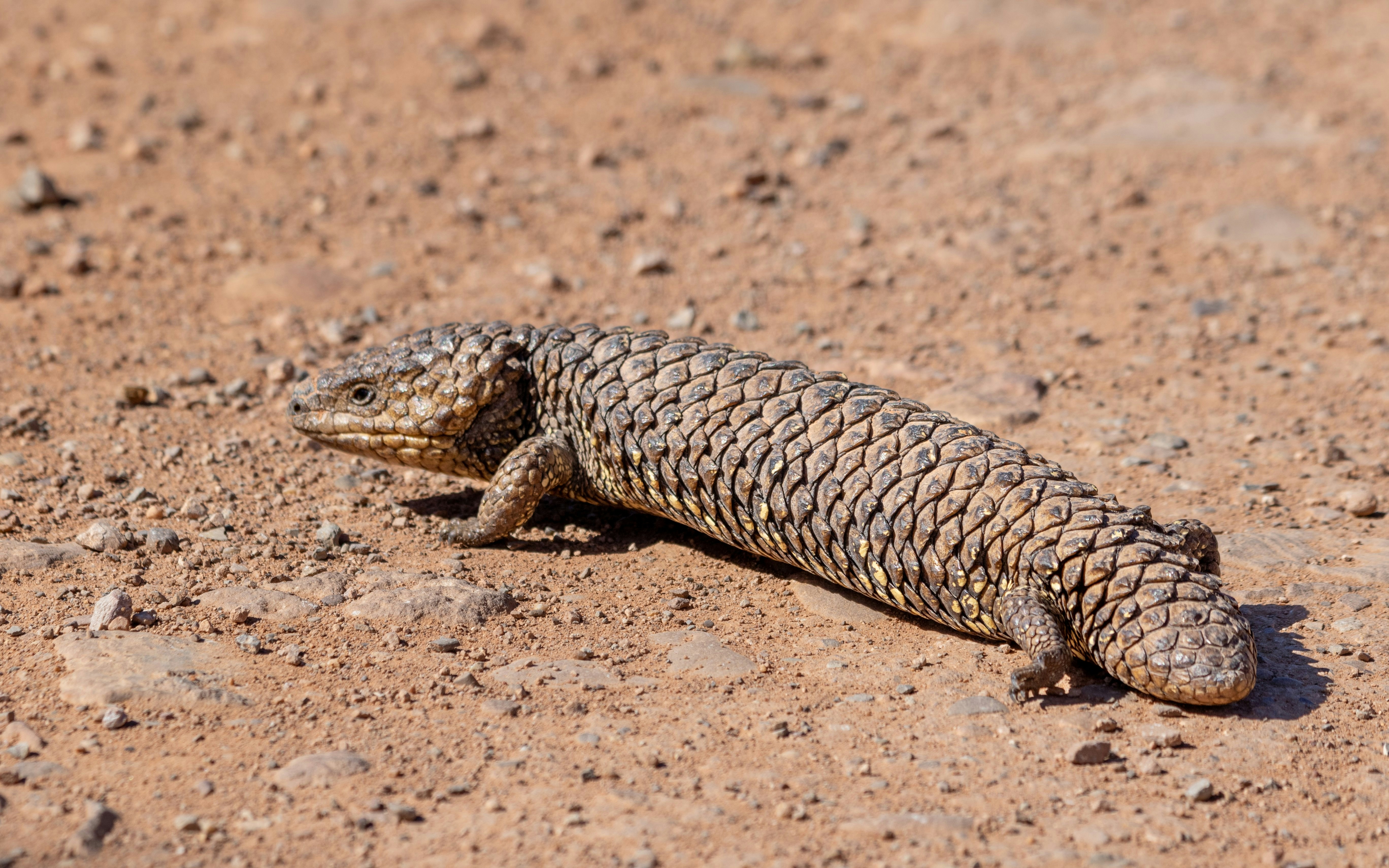 Bobtail lizard (Shingleback) on rocky terrain in Australia.