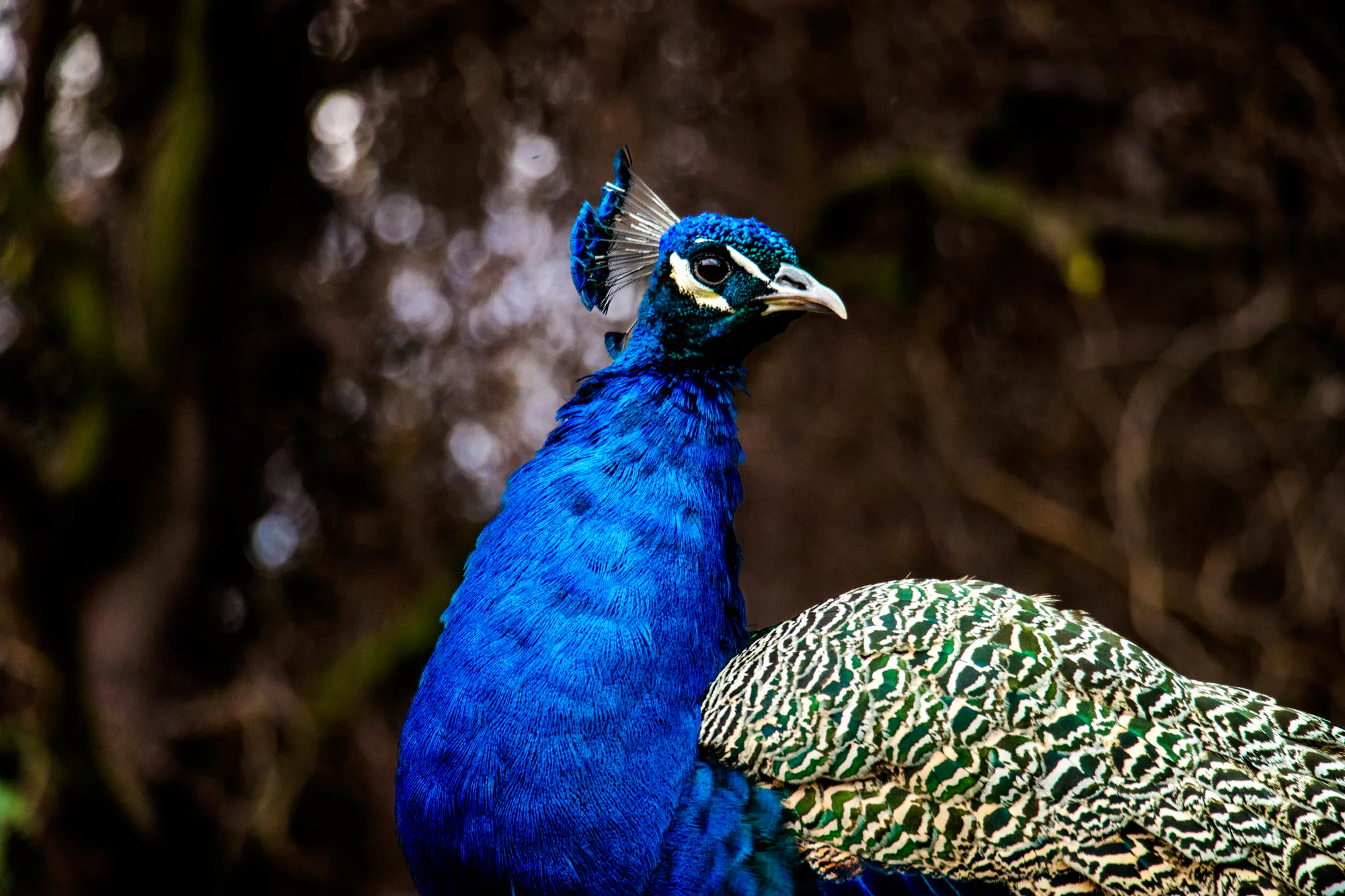 Peacock at Parque Safari, Santiago wildlife tour.