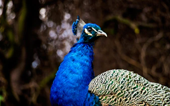 Peacock at Parque Safari, Santiago wildlife tour.