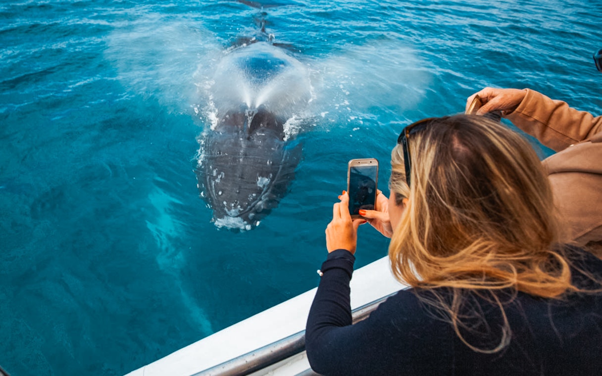 Tourist photographing humpback whale spouting in Hervey Bay's blue waters.