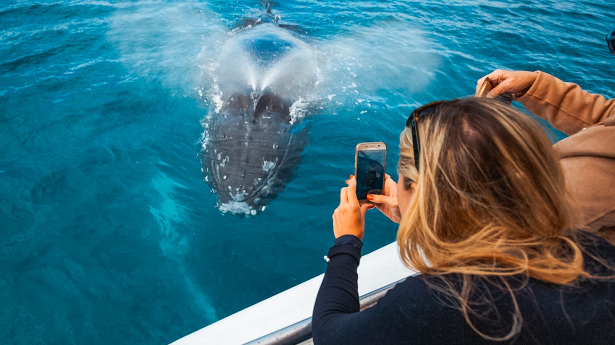 Tourist photographing humpback whale spouting in Hervey Bay's blue waters.
