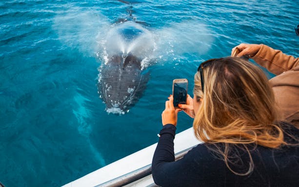 Tourist photographing humpback whale spouting in Hervey Bay's blue waters.