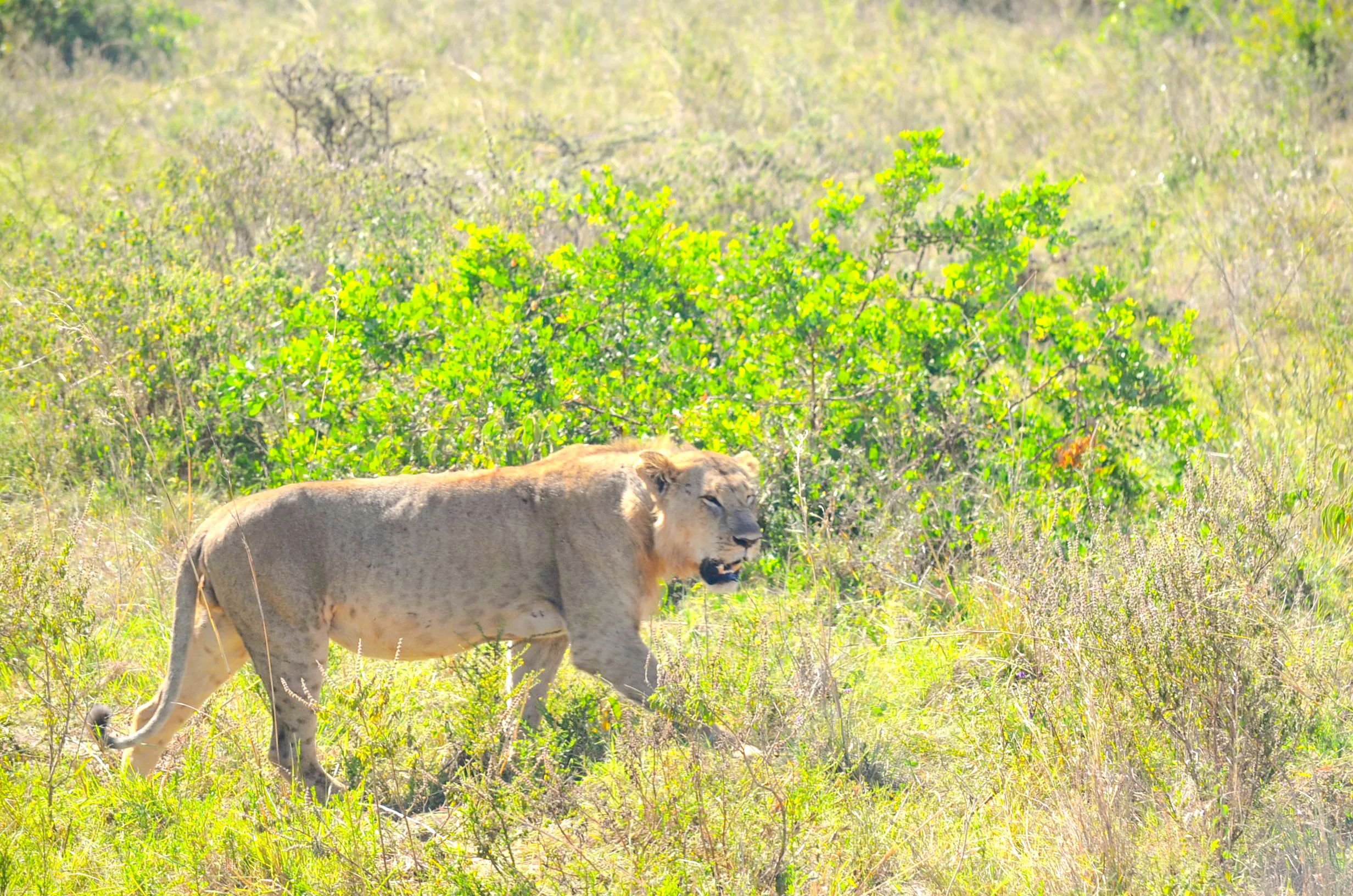 Lion walking through grassland in Nairobi National Park, Kenya.