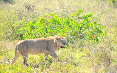 Lion walking through grassland in Nairobi National Park, Kenya.