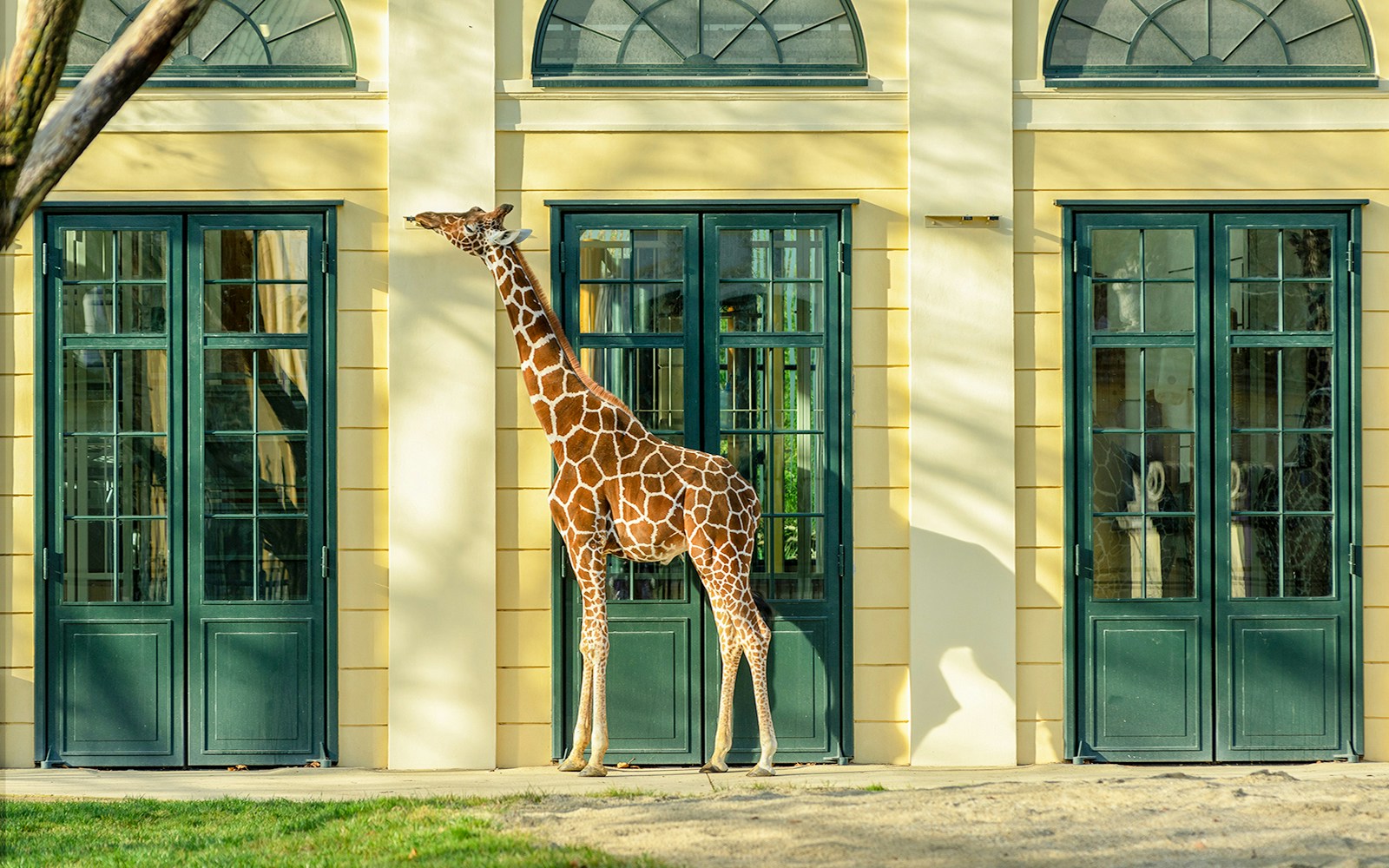 Giraffe standing by a building at Schönbrunn Zoo, Vienna.