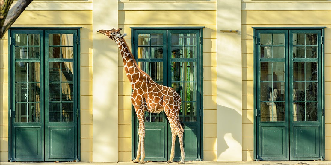 Zoo de Schönbrunn